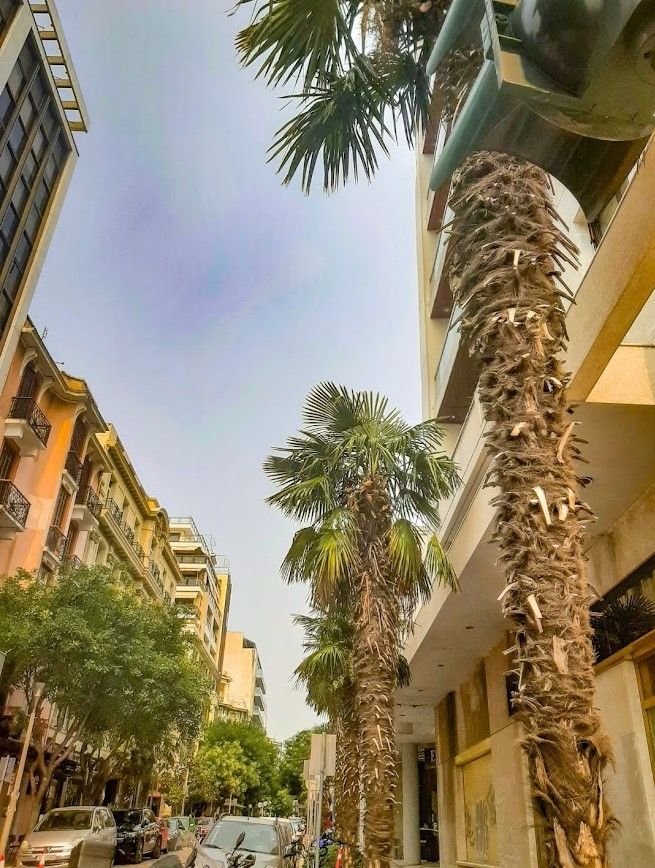 palms, city, Thessaloniki