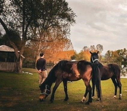 horses in Delcevo's Lake Sandanski