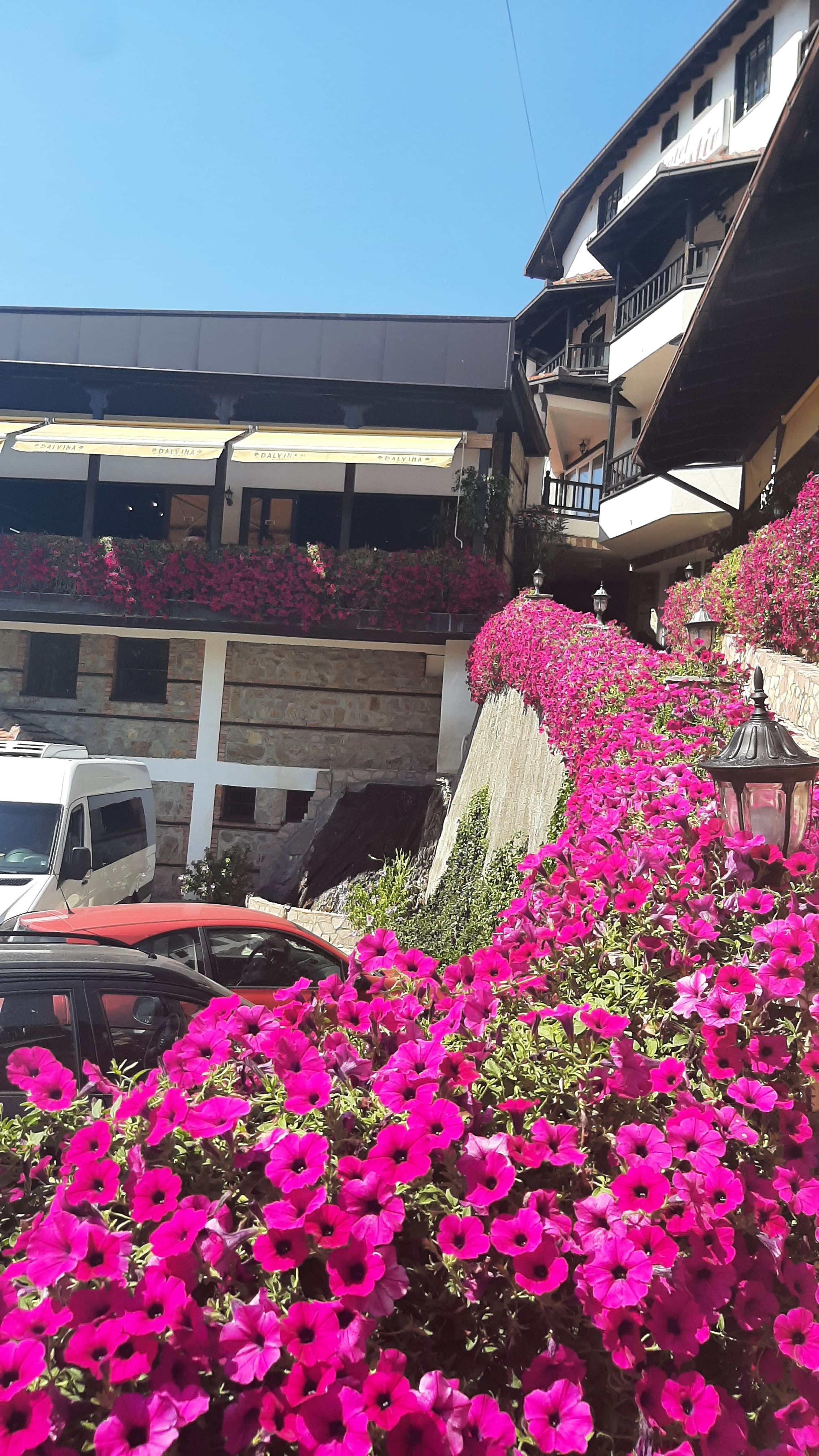 Pink flowers at Hotel Manastir's entrance
